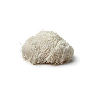 SporeKart Shroomness Lion's Mane Mushroom Spawn (Seeds)