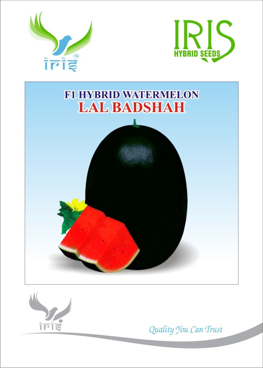 Watermelon F1 Iris Lal Badshah (Icebox Segment)