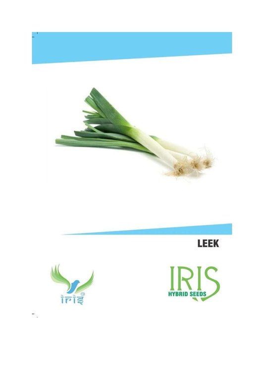 Iris Imported Leek 30 Seeds