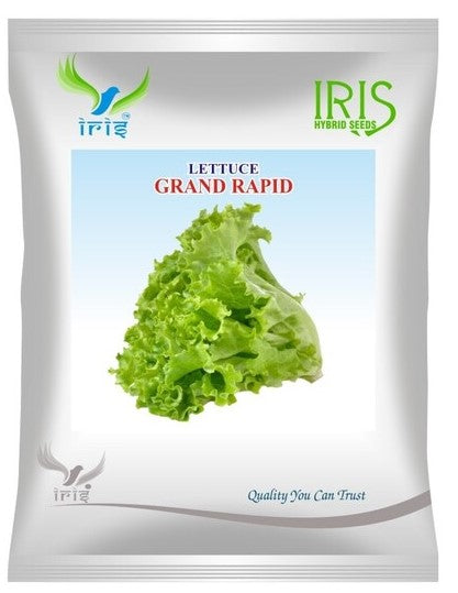 Lettuce Iris Imported OP Grand Rapid 10 grams