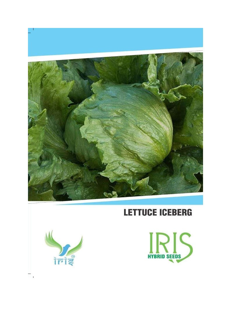 Iris Imported Lettuce Iceberg