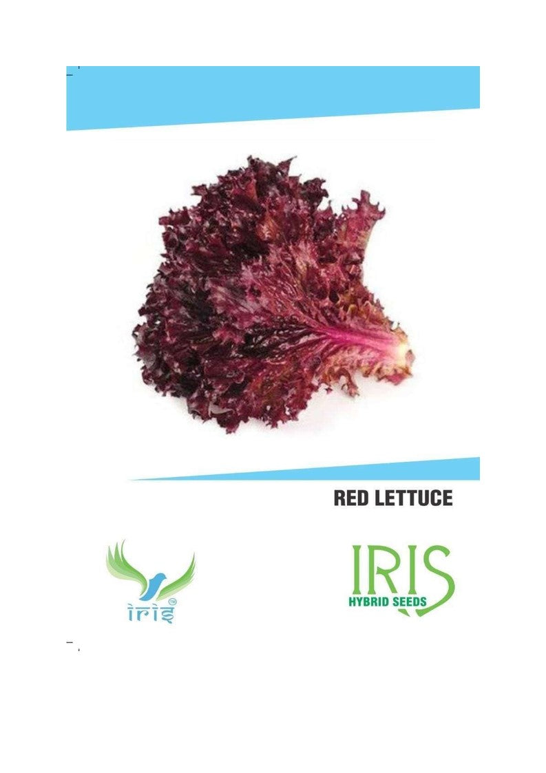 Iris Imported Red Lettuce 120 Seeds