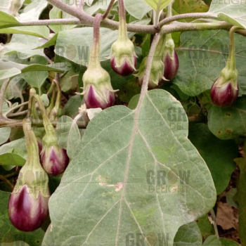 Brinjal F1 Little Gem-101