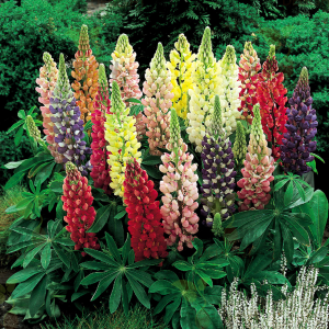 Grow Delight Imported Lupin