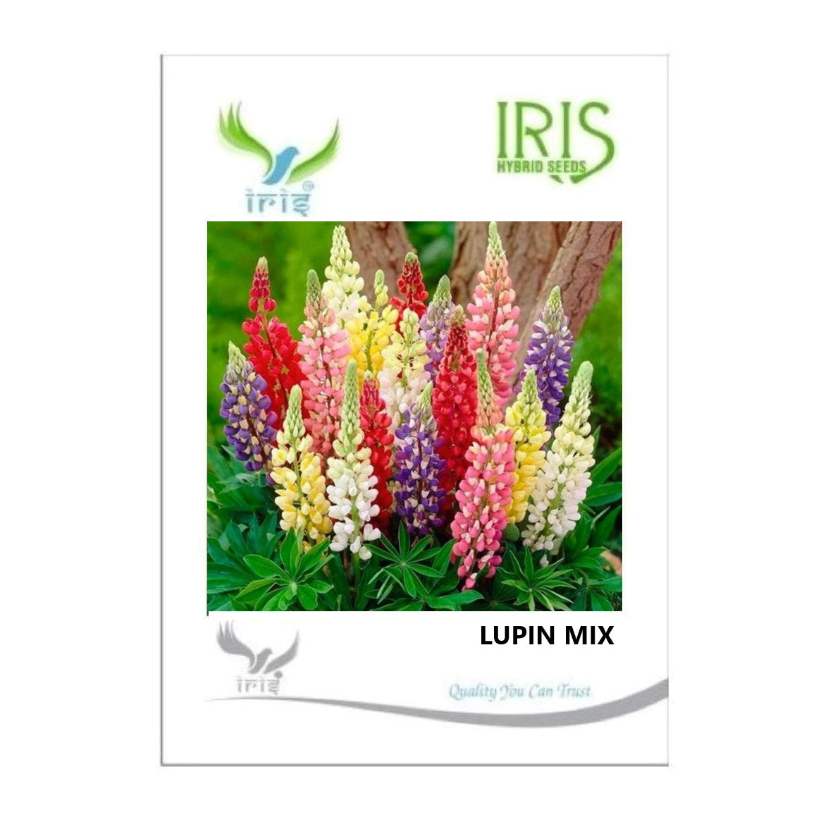 Iris Imported Lupin Mix 10 Seeds