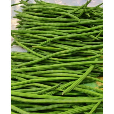 Agromate Moringa Drumstick Tree Seeds 50 grams