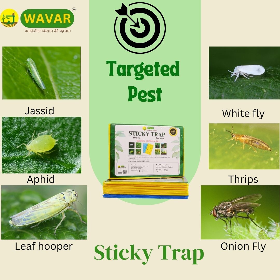 Wavar Yellow & Blue insect Sticky Trap to catch white flies, aphids, jassids, 25 sheet in one bundle