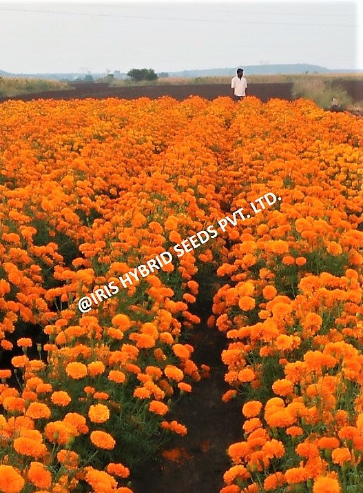 Marigold Orange Iris F1 IHS-786