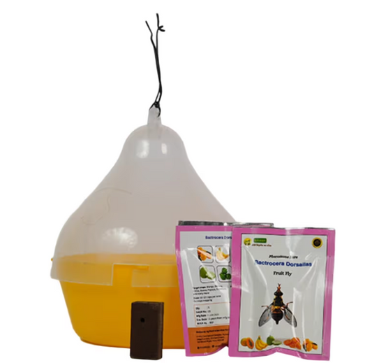 Wavar Macphil Trap with Bactrocera Dorsalis Lure