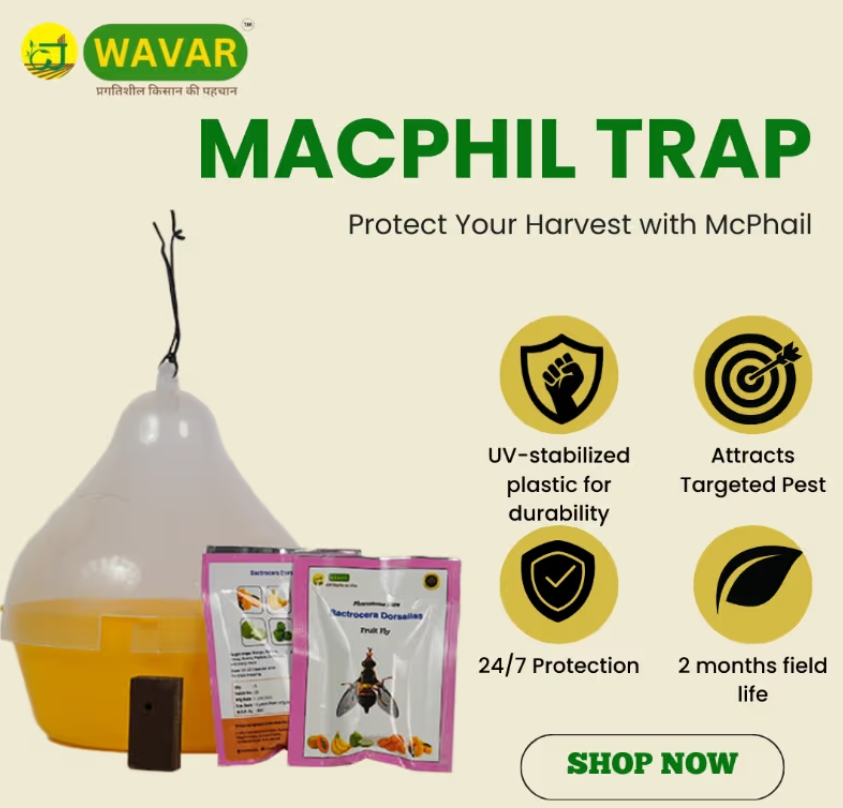 Wavar Macphil Trap with Bactrocera Dorsalis Lure