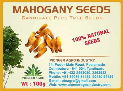 Mahogany Tree Seed