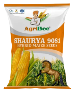 AgriBee F1 Maize Seeds Shaurya 9081 - 4 Kg
