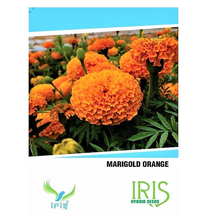 Iris F1 Marigold Orange Seeds 15 Seeds