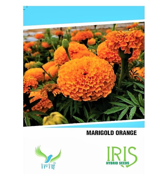 Iris F1 Marigold Orange Seeds 15 Seeds