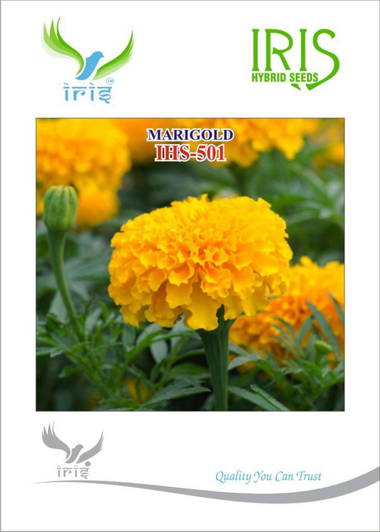 Marigold Orange Iris OP IHS-501 10 grams