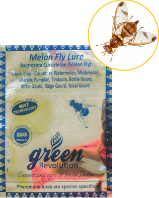 Combo Pack of Max Plus Pheromone Trap + Melon Fly Pheromone Lure