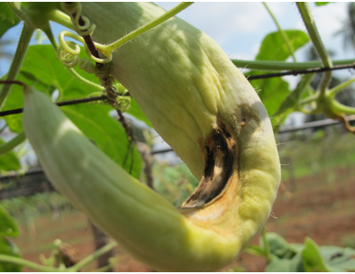 Combo Pack of Max Plus Pheromone Trap + Melon Fly Pheromone Lure