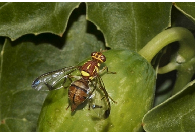 Combo Pack of Max Plus Pheromone Trap + Melon Fly Pheromone Lure