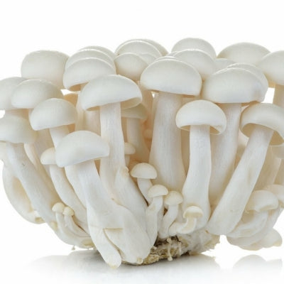 SporeKart Premium Grain Spawn Milky Mushroom (Seeds)