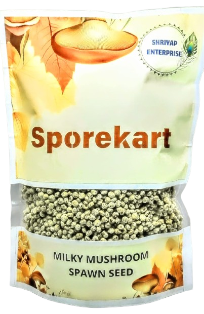 SporeKart Premium Grain Spawn Milky Mushroom (Seeds)