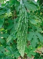 Bittergourd / Karela NS 1024 50 grams (Namdhari)