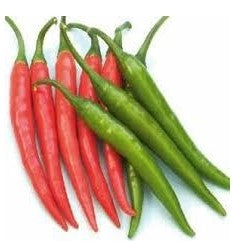 Chilli / Hot Pepper NS 1840 (Namdhari)