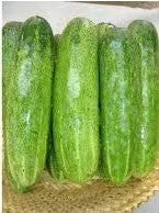 Cucumber NS 415