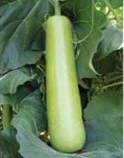 Bottlegourd / Lauki NS 439 10 grams (Namdhari)