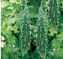 Bittergourd / Karela NS 453 50 grams (Namdhari)