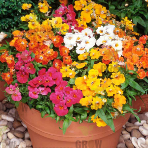 Grow Delight Imported Nemesia Mix