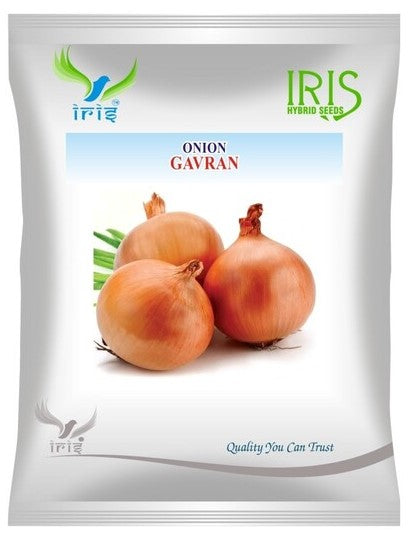 Onion OP Iris Gavaran