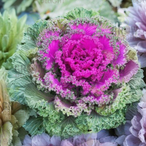 Grow Delight Imported Ornamental Kale