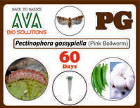 Ava Pectinophora Gossypiella (PG) Lure