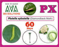 Ava Plutella Xylostella (PX) Lure
