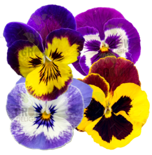 Grow Delight Imported Pansy Mix