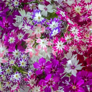 Grow Delight Imported Phlox Star Mix