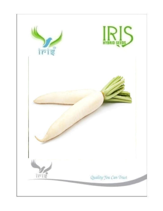 Iris Imported Radish