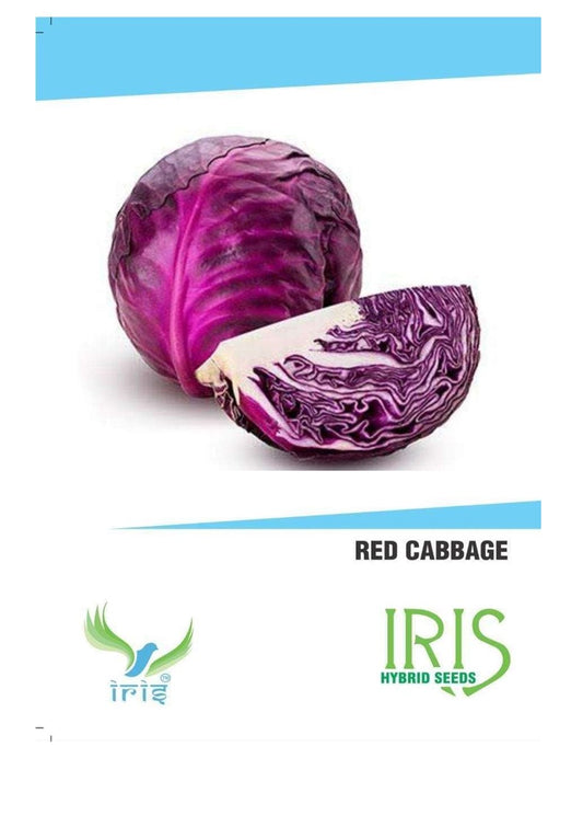 Iris F1 Red Cabbage / Patta Gobi 30 Seeds