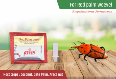 Red Palm Lure / Rhynchophorus Ferrugineus Pheromone Lure