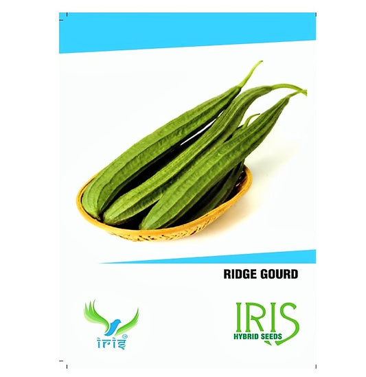 Iris F1 Ridgegourd / Turai 15 Seeds