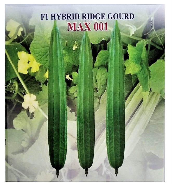 Ridgegourd / Turai F1 Hybrid Max 001