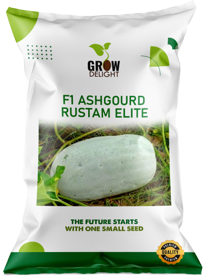 Ash Gourd F1 Rustam Elite