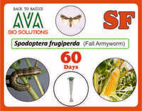 Ava Spodoptera Frugiperda (SF) Lure