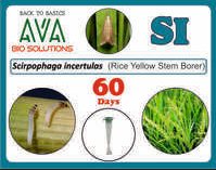 Ava Scirpophaga Incertulas (SI) Lure