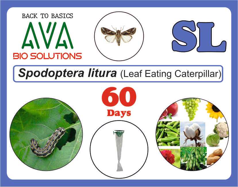 Ava Spodoptera Litura (SL) Lure