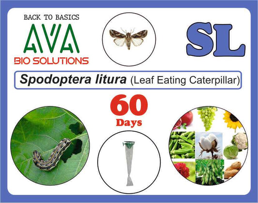 Ava Spodoptera Litura (SL) Lure