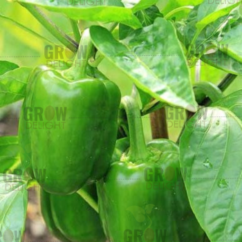 Capsicum / Sweet Pepper F1 SP-99