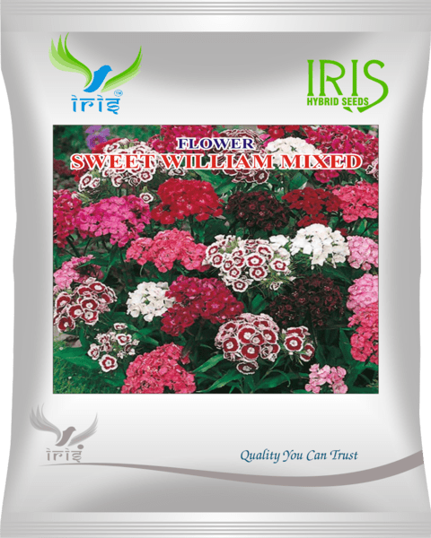 Iris Imported OP Sweet William Mix 300+ Seeds