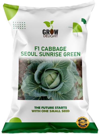 Cabbage / Patta Gobi F1 Seoul Sunrise Green