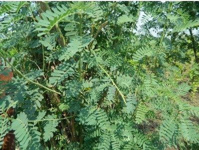 Shevari Seeds (Sesbania Sesban) 250 grams